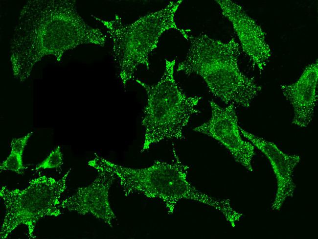 Cystatin C Antibody in Immunocytochemistry (ICC/IF)