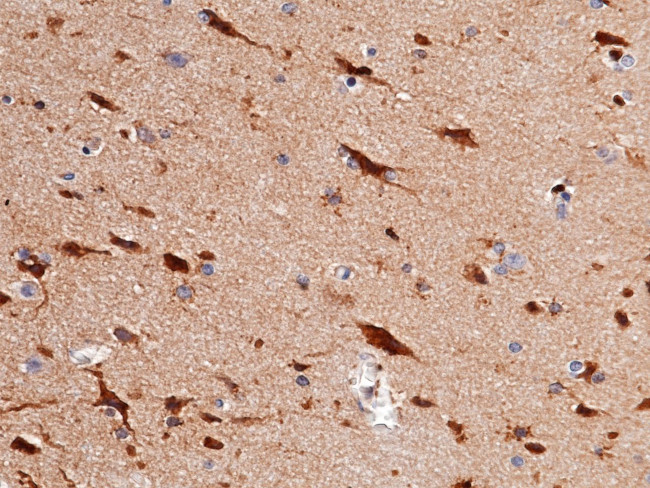 Cystatin C Antibody in Immunohistochemistry (Paraffin) (IHC (P))