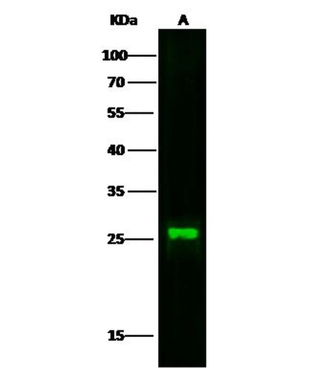 Cystatin F Antibody in Western Blot (WB)