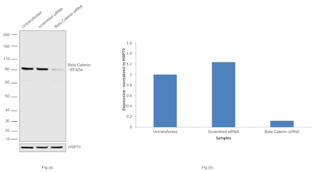 beta Catenin Antibody in Western Blot (WB)