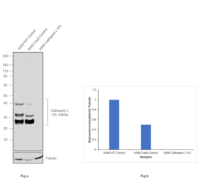 Cathepsin L Antibody