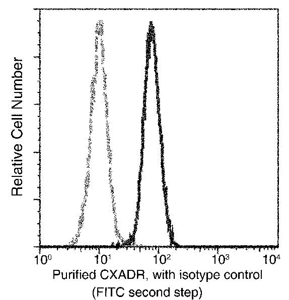 CAR Antibody in Flow Cytometry (Flow)