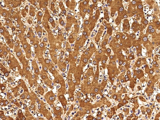 CXCL11 Antibody in Immunohistochemistry (Paraffin) (IHC (P))