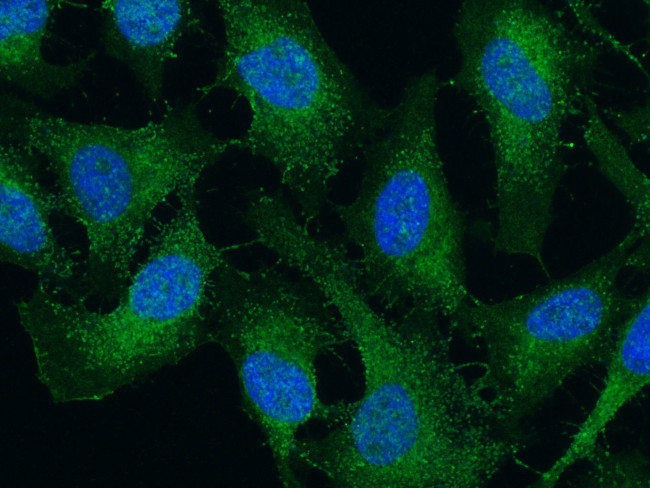 DIABLO Antibody in Immunocytochemistry (ICC/IF)