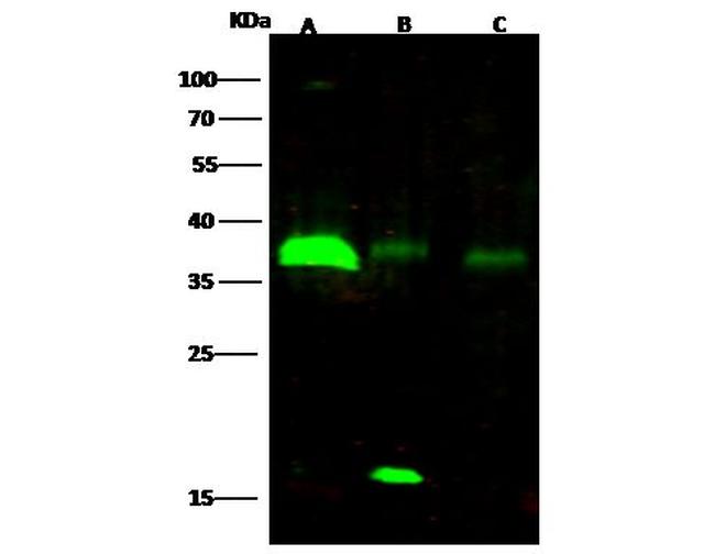 RCAS1 Antibody in Western Blot (WB)