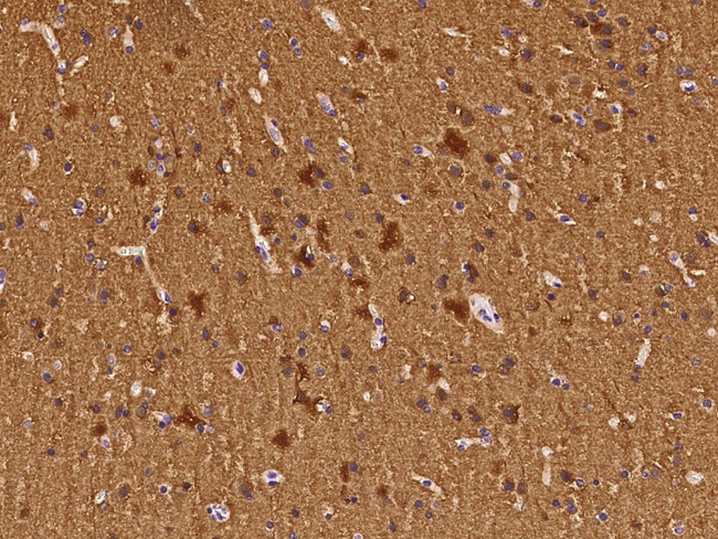 NSE Antibody in Immunohistochemistry (Paraffin) (IHC (P))