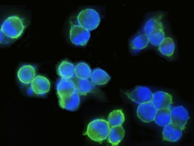 EpCAM Antibody in Immunocytochemistry (ICC/IF)