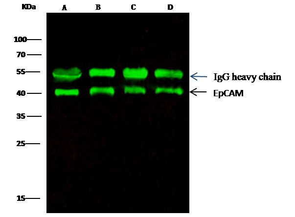 EpCAM Antibody in Immunoprecipitation (IP)