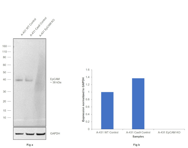 EpCAM Antibody