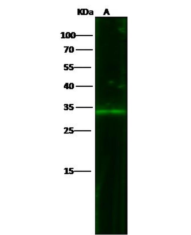 EpCAM Antibody in Western Blot (WB)