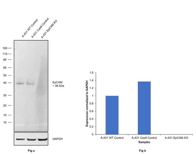 EpCAM Antibody in Western Blot (WB)