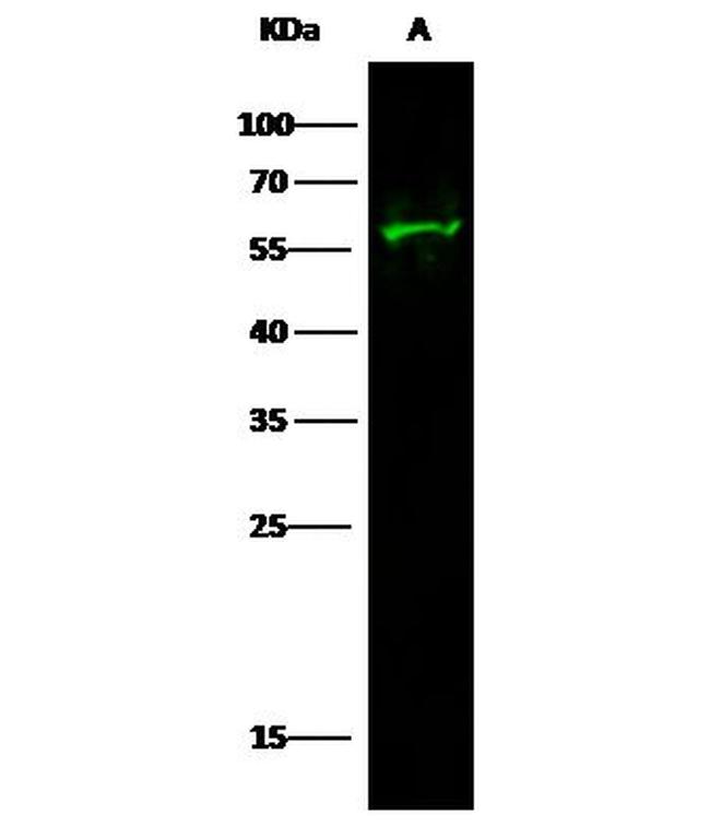 EpoR Antibody in Western Blot (WB)