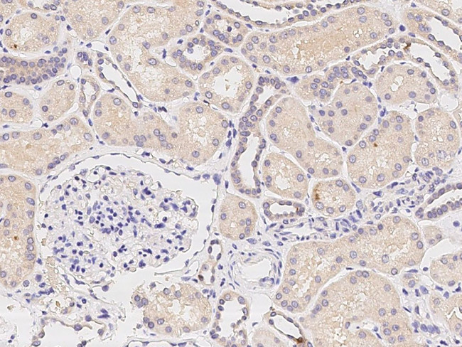 DSPG3 Antibody in Immunohistochemistry (Paraffin) (IHC (P))