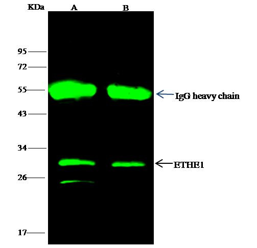 ETHE1 Antibody in Immunoprecipitation (IP)