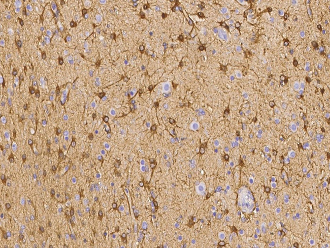 Ezrin Antibody in Immunohistochemistry (Paraffin) (IHC (P))