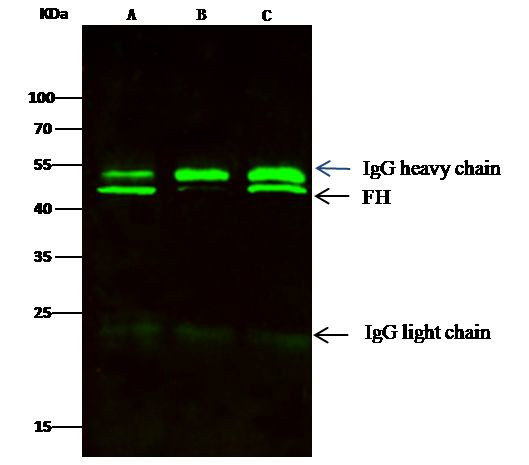 Fumarase Antibody in Immunoprecipitation (IP)