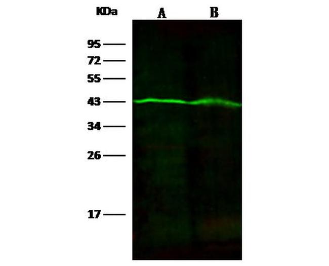 Fumarase Antibody in Western Blot (WB)