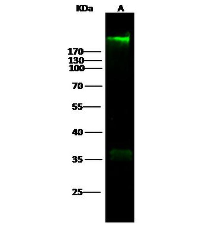 Fibronectin Antibody in Western Blot (WB)