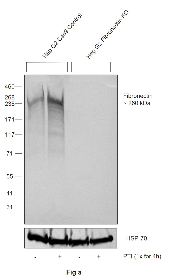 Fibronectin Antibody