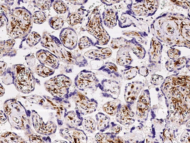 FOLR2 Antibody in Immunohistochemistry (Paraffin) (IHC (P))