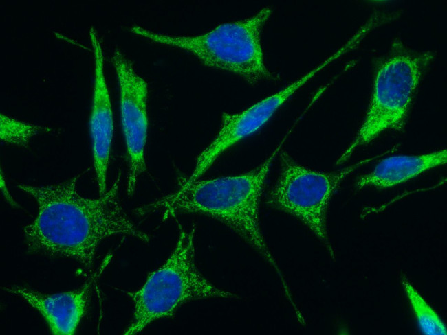 FSTL1 Antibody in Immunocytochemistry (ICC/IF)