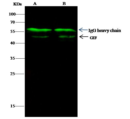 GIF Antibody in Immunoprecipitation (IP)