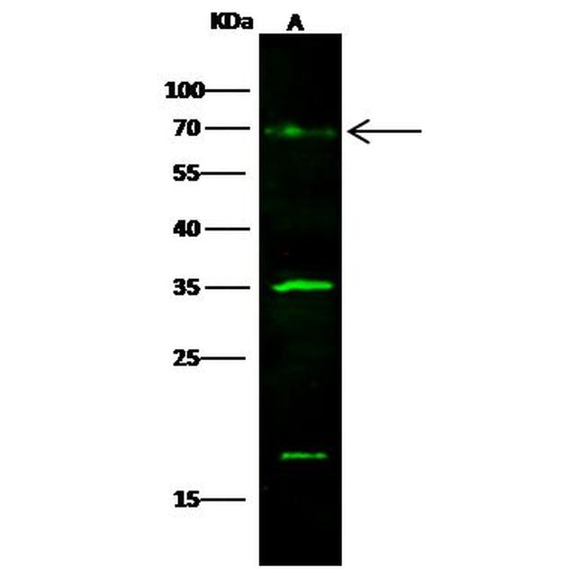 GOLPH2 Antibody in Western Blot (WB)