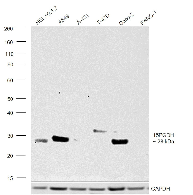 15-PGDH Antibody in Western Blot (WB)