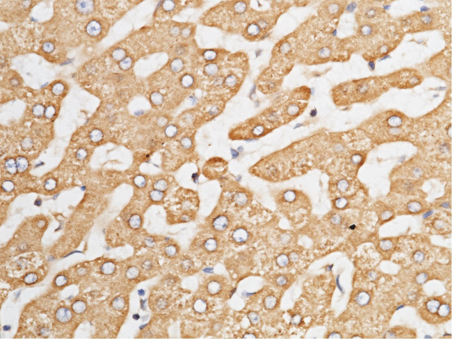 HYOU1 Antibody in Immunohistochemistry (Paraffin) (IHC (P))