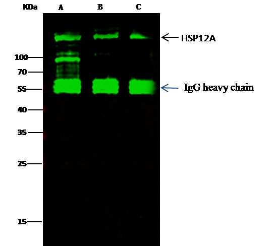 HYOU1 Antibody in Immunoprecipitation (IP)