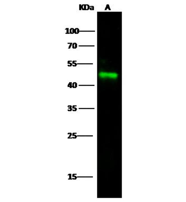 ICAM-2 Antibody in Western Blot (WB)