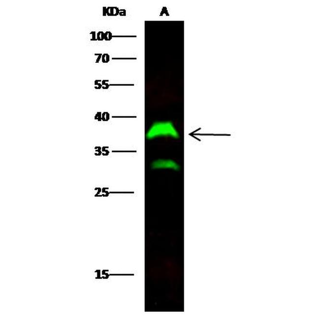 ICAM-2 Antibody in Western Blot (WB)