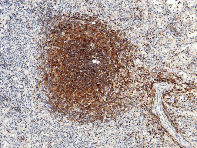 IL-16 Antibody in Immunohistochemistry (Paraffin) (IHC (P))