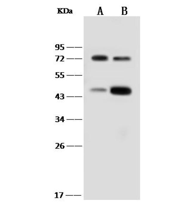 IL18RAP Antibody in Western Blot (WB)