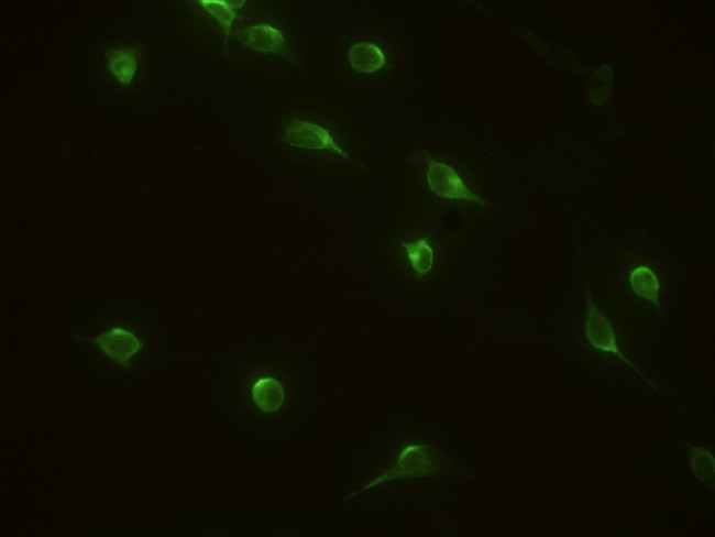 IL1RA Antibody in Immunocytochemistry (ICC/IF)