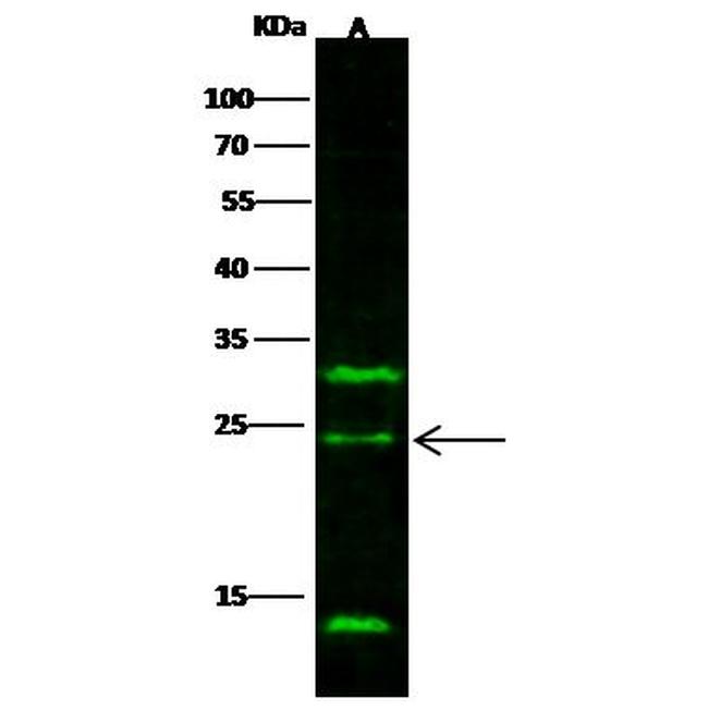 IL-32 Antibody in Western Blot (WB)