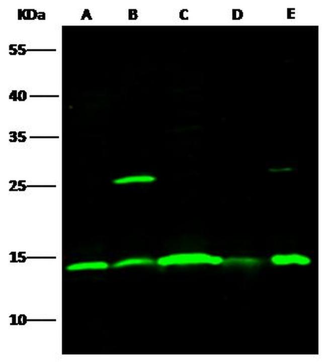 ISG15 Antibody in Western Blot (WB)