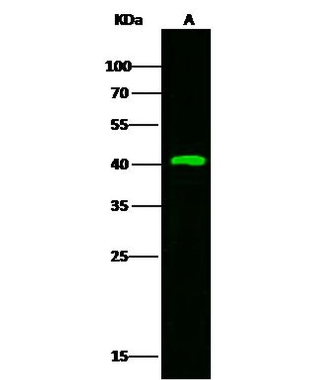 Kallikrein 11 Antibody in Western Blot (WB)