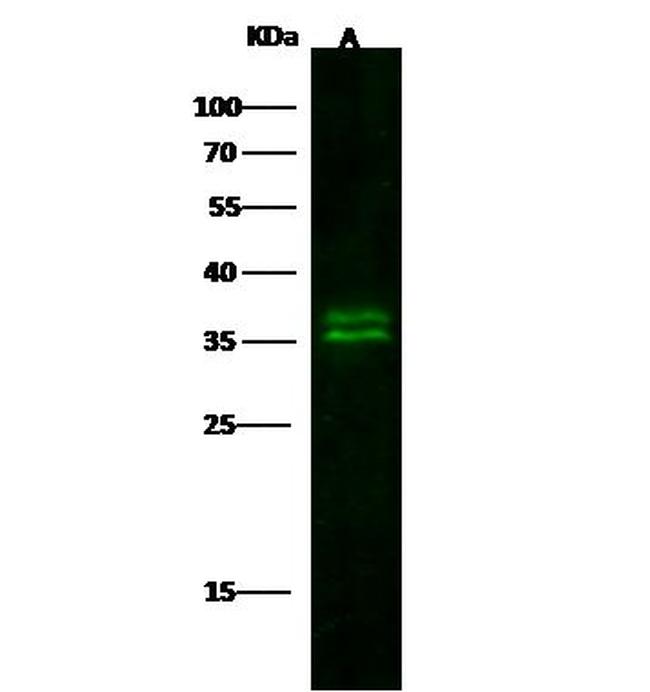 Kallikrein 8 Antibody in Western Blot (WB)