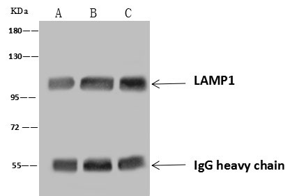 LAMP1 Antibody in Immunoprecipitation (IP)