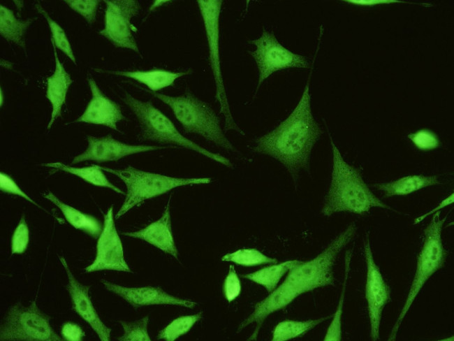 Galectin 3 Antibody in Immunocytochemistry (ICC/IF)