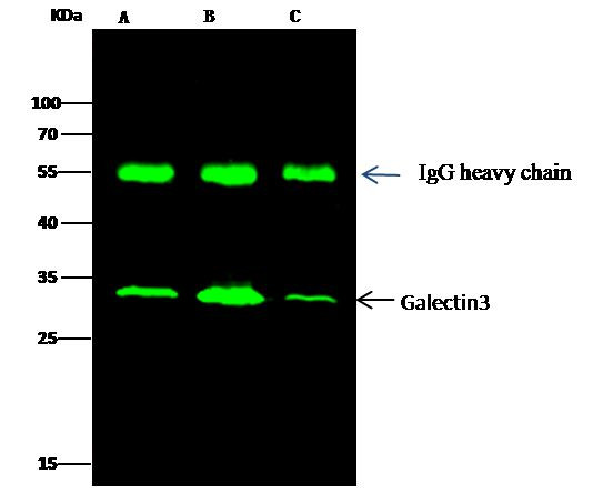 Galectin 3 Antibody in Immunoprecipitation (IP)