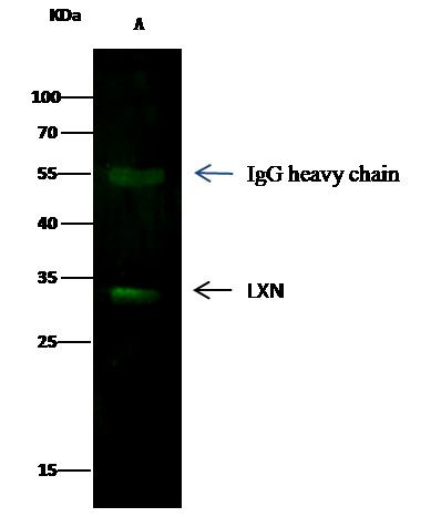 Latexin Antibody in Immunoprecipitation (IP)