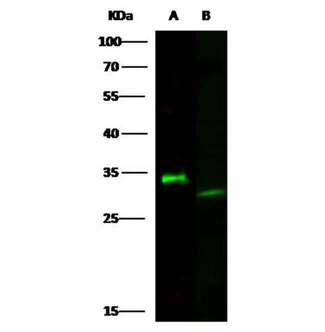 Latexin Antibody in Western Blot (WB)