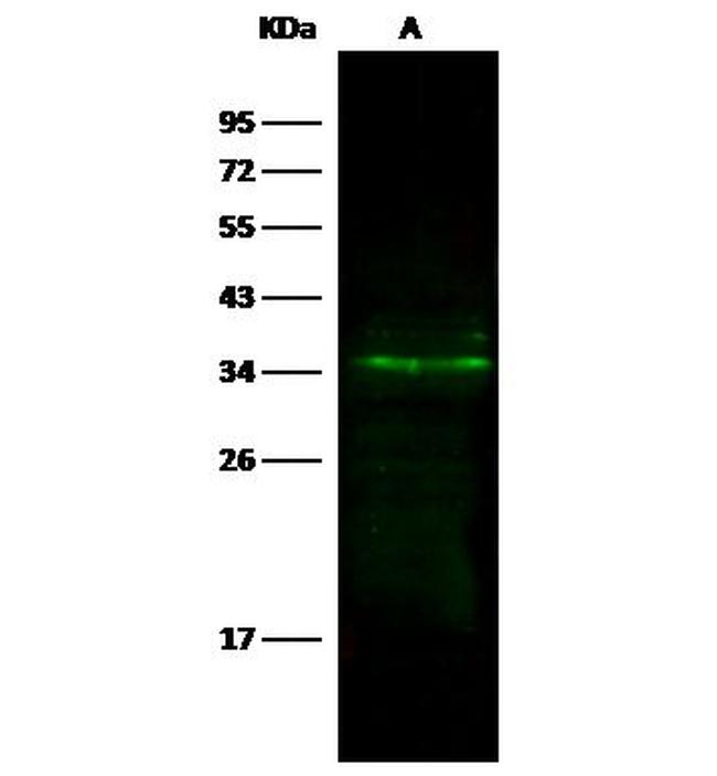 LYPD3 Antibody in Western Blot (WB)