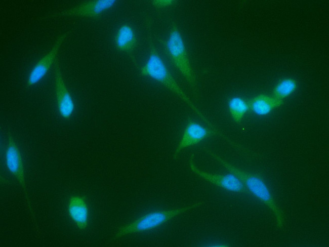 JNK2 Antibody in Immunocytochemistry (ICC/IF)