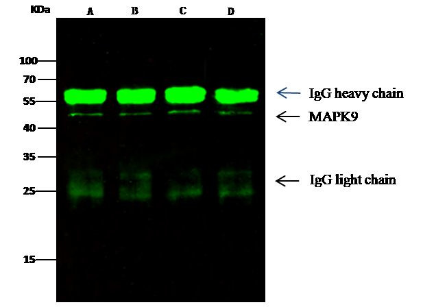 JNK2 Antibody in Immunoprecipitation (IP)