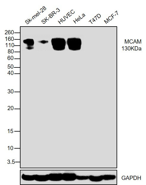 CD146 Antibody