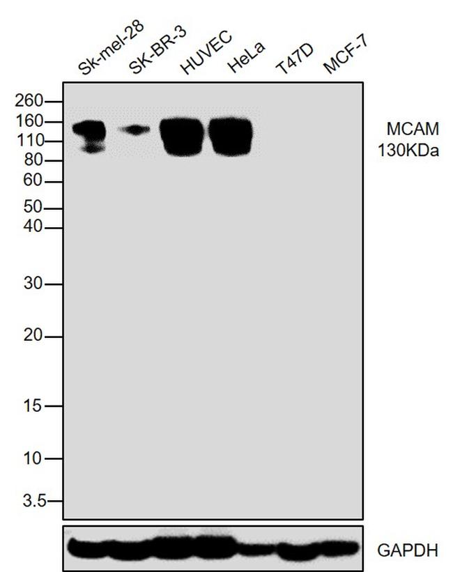 CD146 Antibody in Western Blot (WB)