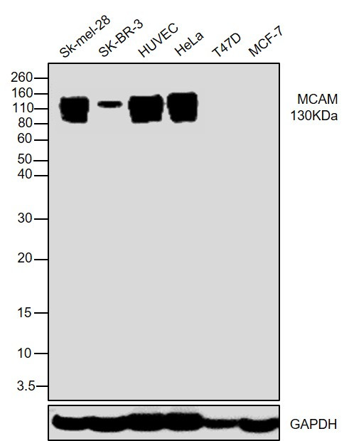 CD146 Antibody